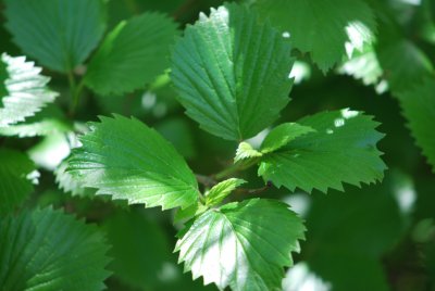 Viburnum dentatum - kalina zubatá - listy
